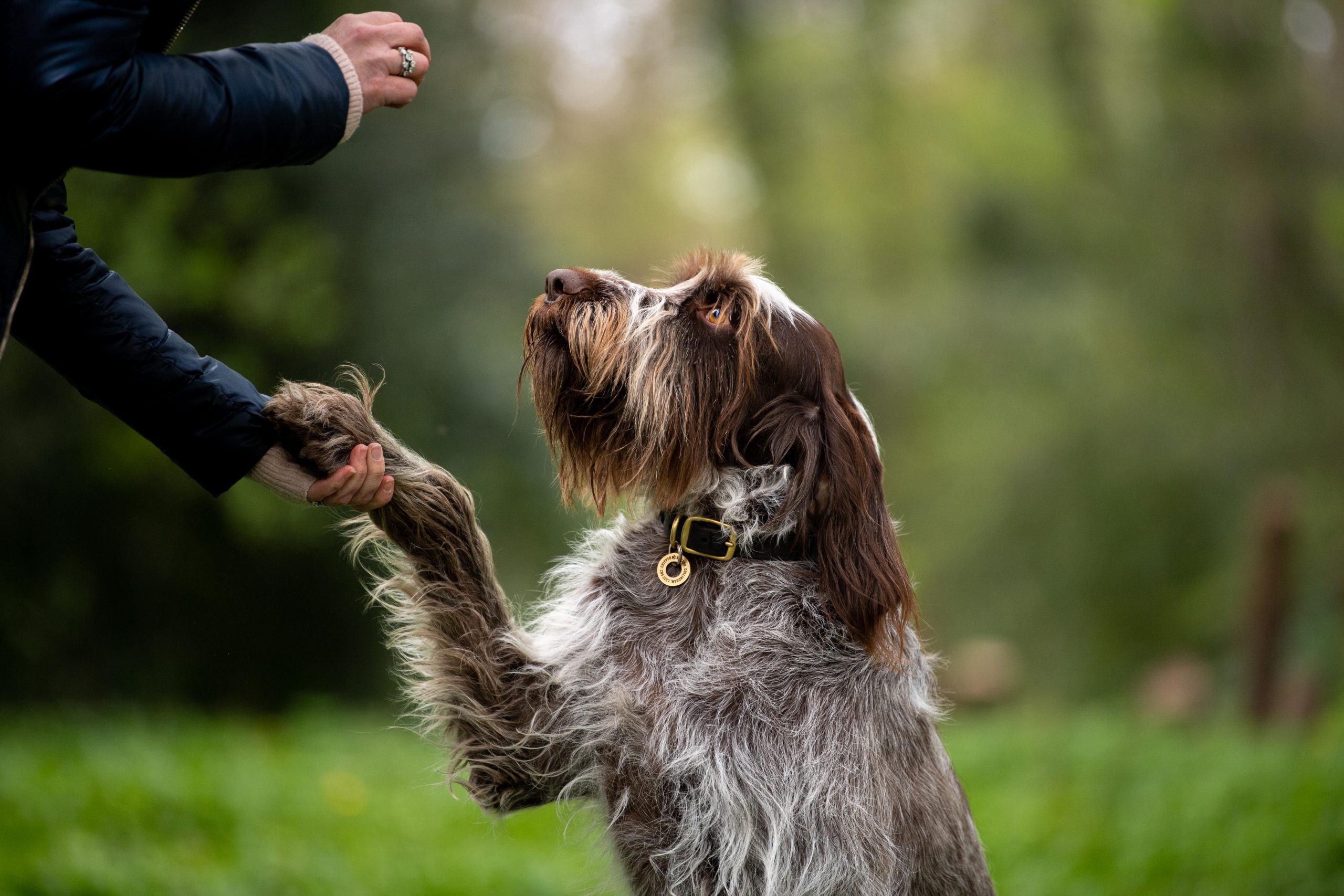 two whippets in yellow jumpers stood in front of an autumn tree