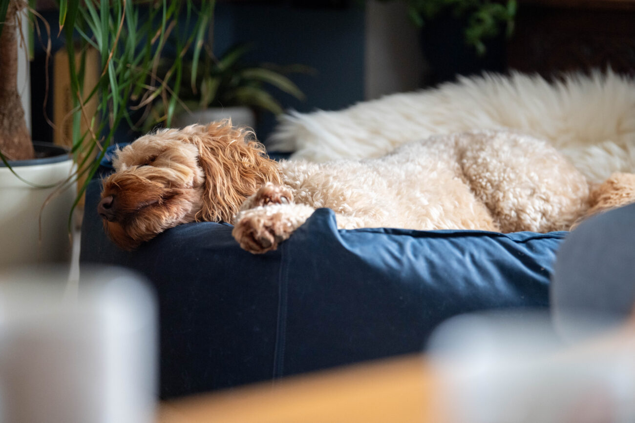 Photoshoot for practical but comfortable dog beds.