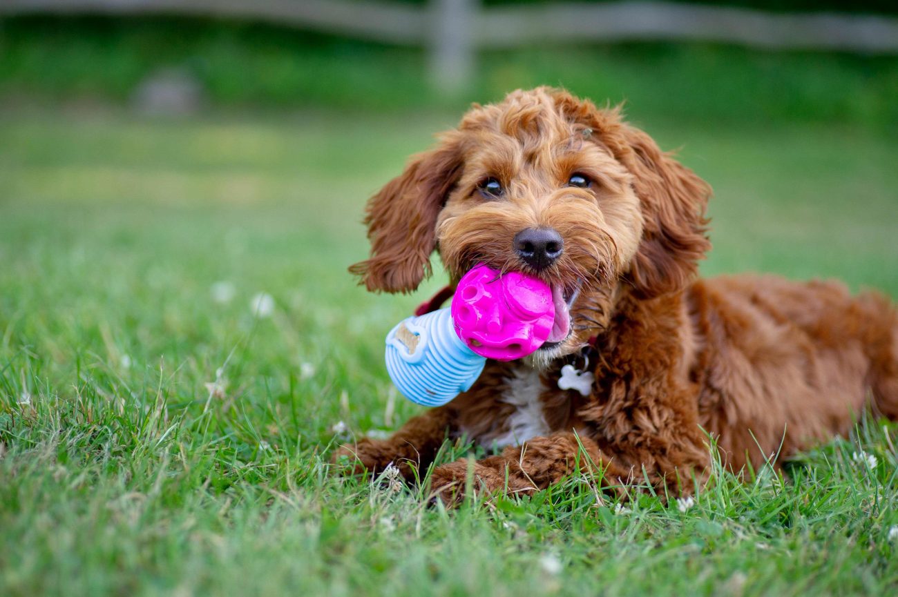 Interactive dog toy commercial photoshoot