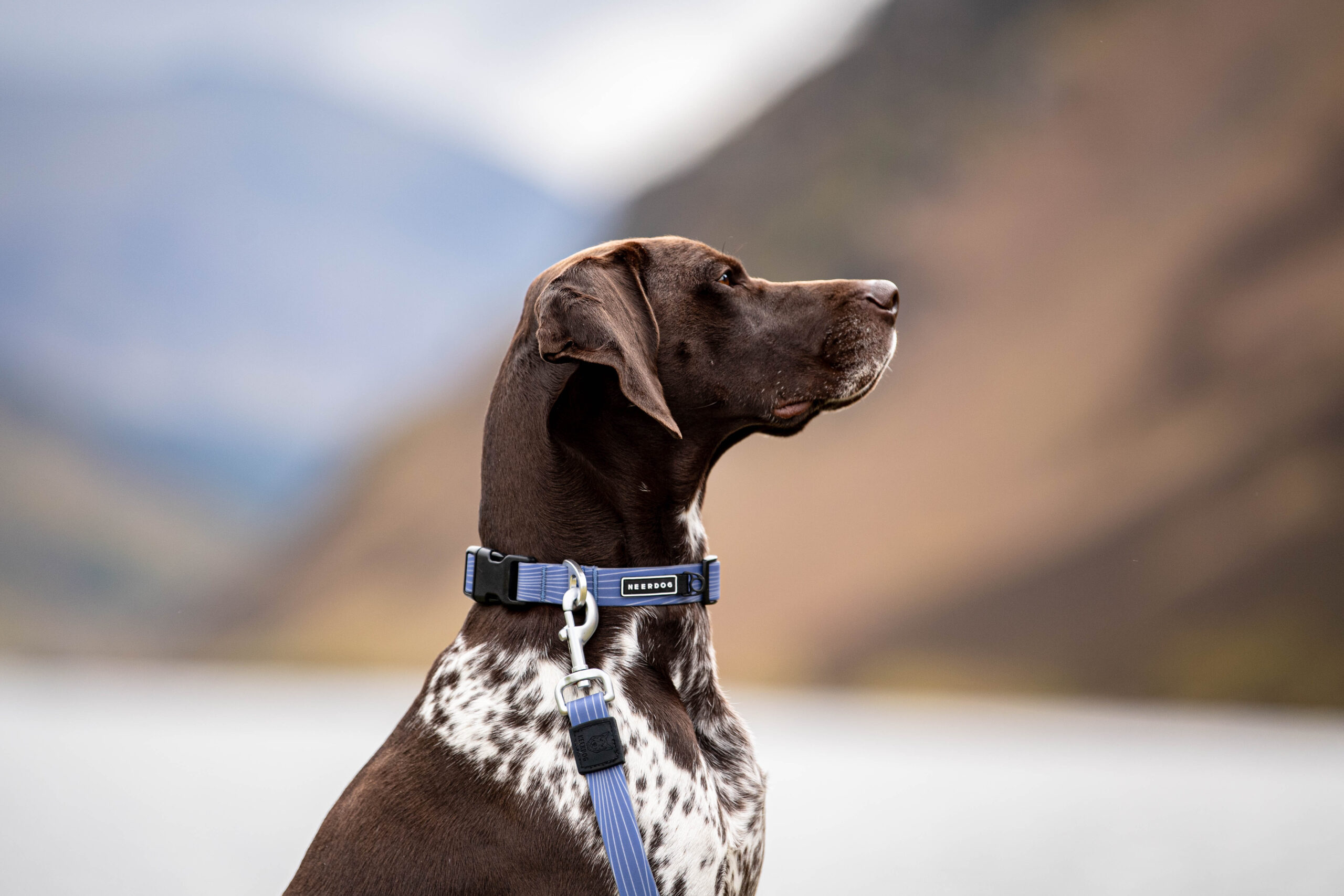 Interactive Dog toy which clicks together being played with by a golden retriever dog