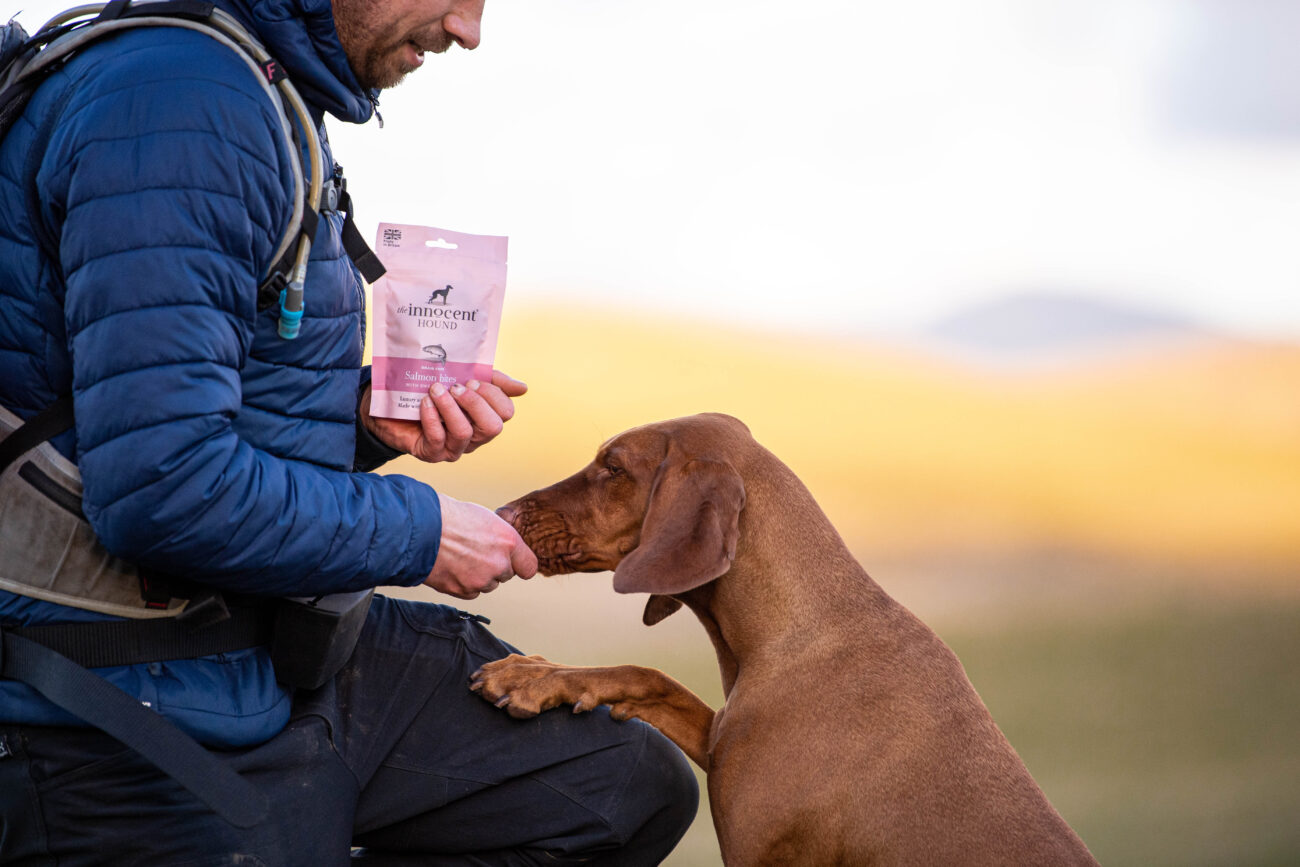 photoshoot for pet brand showing dogs enjoying treats on a hike.