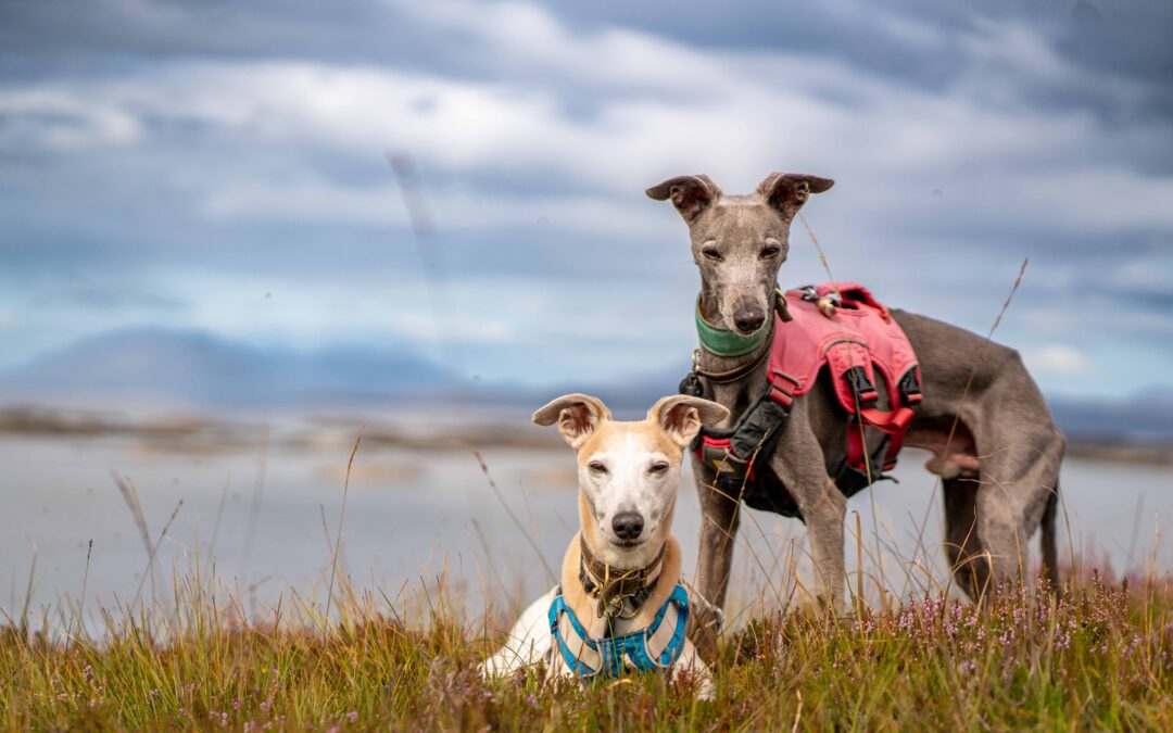 Off-Grid Camping With Dogs: 5 Essentials I’d Pack Again