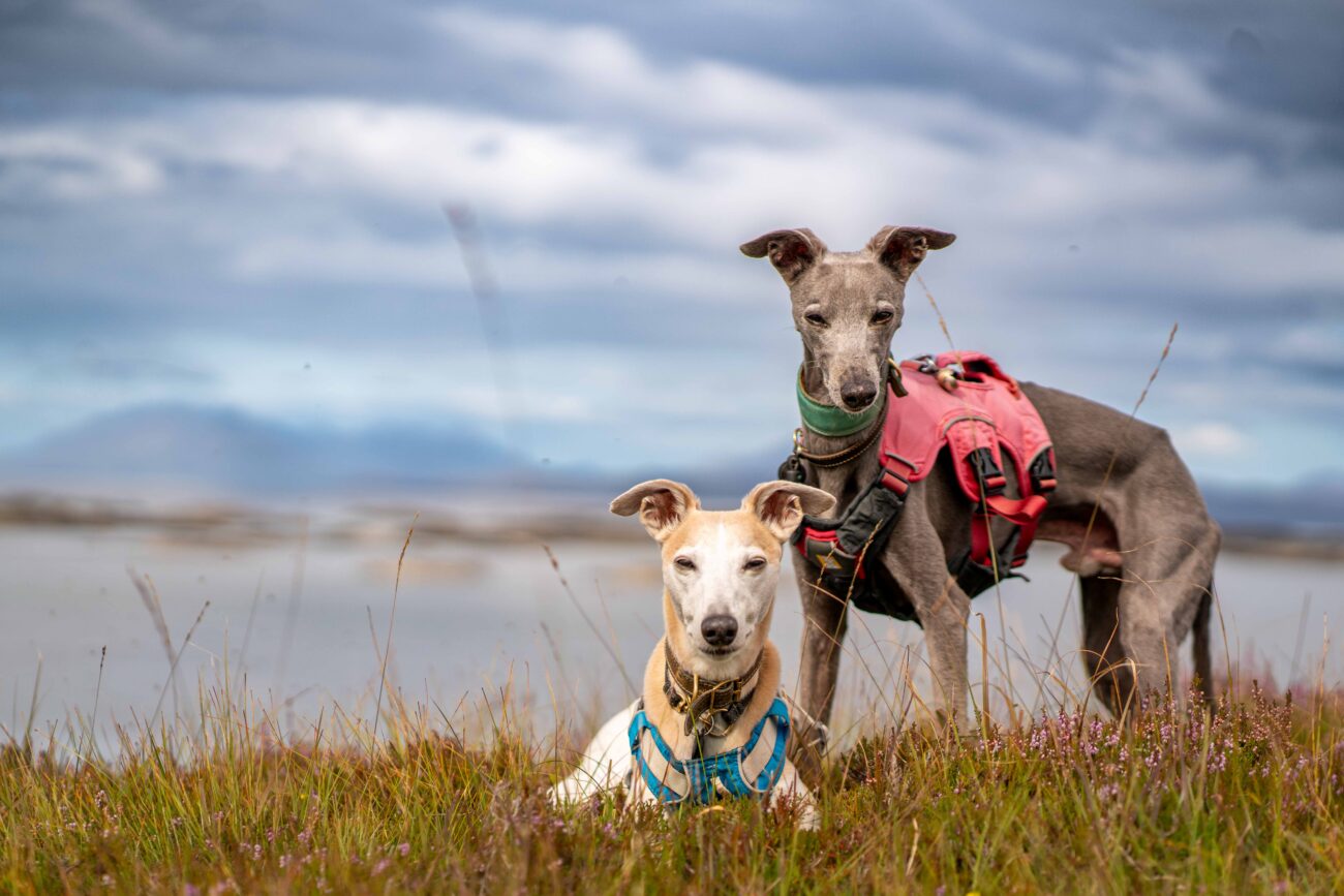 Whippets wearing ruffwear harnesses hiking in Scotland